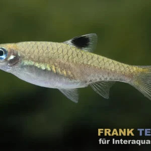 Augenfleckbärbling, Brevibora dorsiocellata Direkt Vom Hersteller